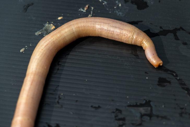 Şaşkına çeviren olay! Binlerce 'penis balığı' kıyıya vurdu G3