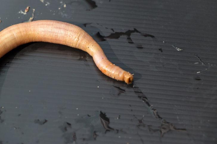 Şaşkına çeviren olay! Binlerce 'penis balığı' kıyıya vurdu G4