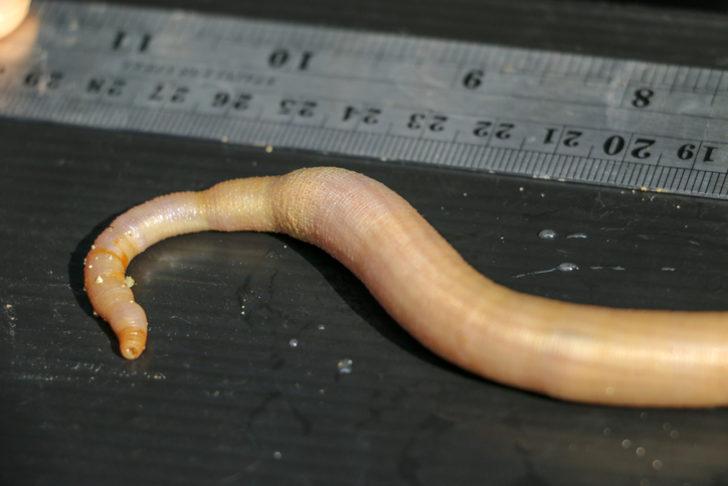 Şaşkına çeviren olay! Binlerce 'penis balığı' kıyıya vurdu G5