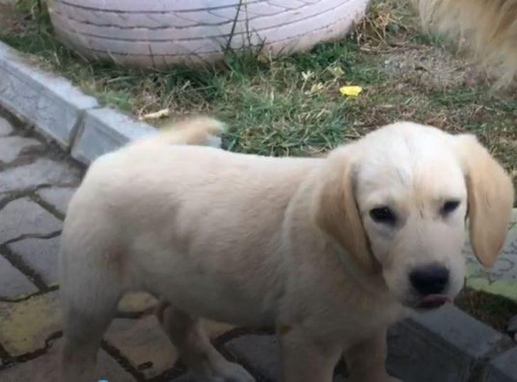 Artvin'de öğrenciler köpeğin ismini seçimle belirledi G4