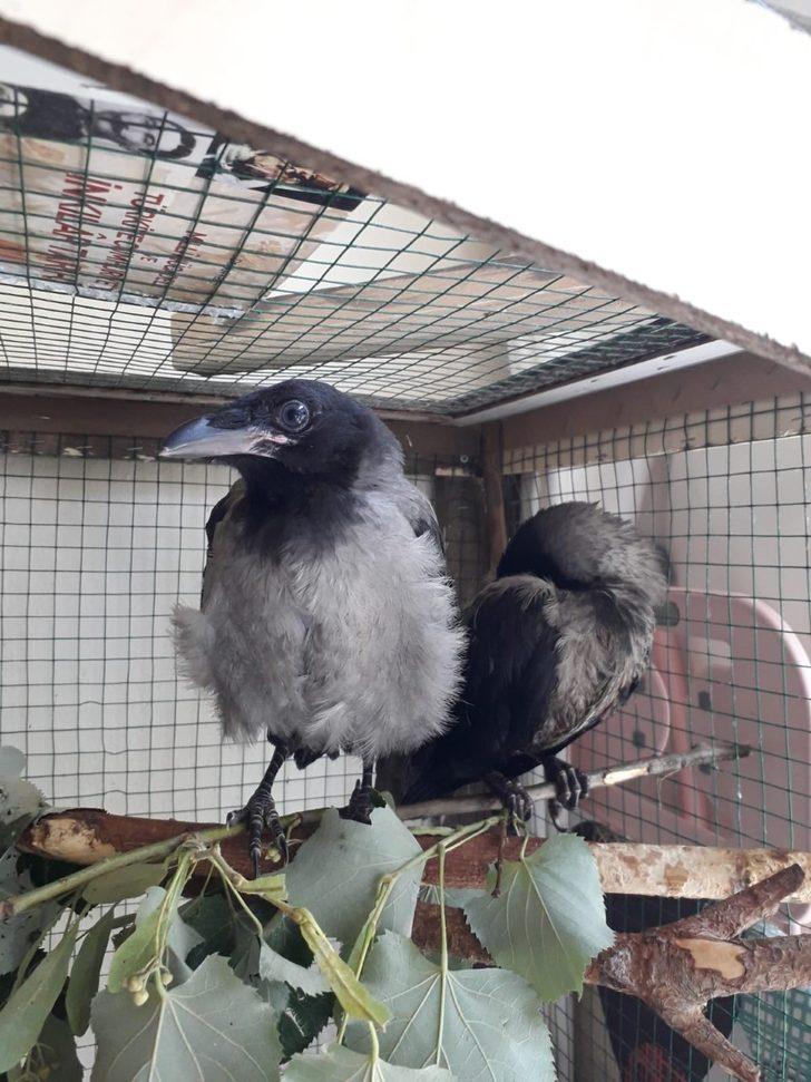 Yaralı kargaya evinde besleyen kadına bin 294 lira ceza  G1