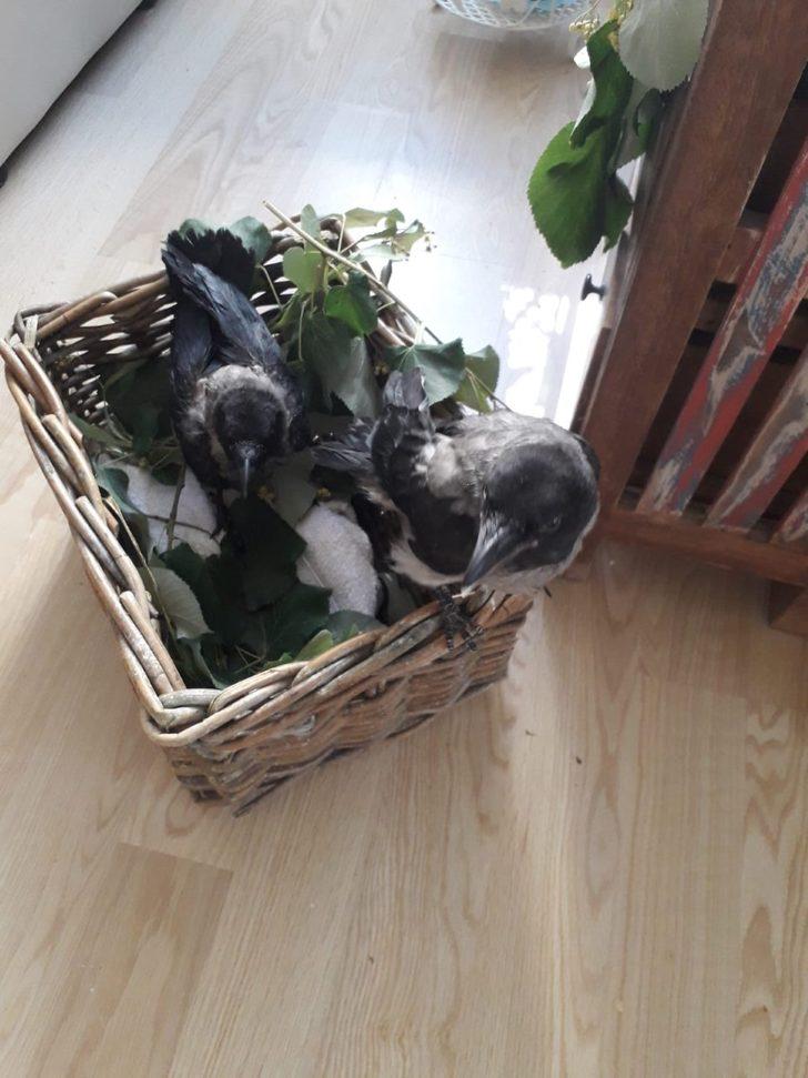 Yaralı kargaya evinde besleyen kadına bin 294 lira ceza  G2