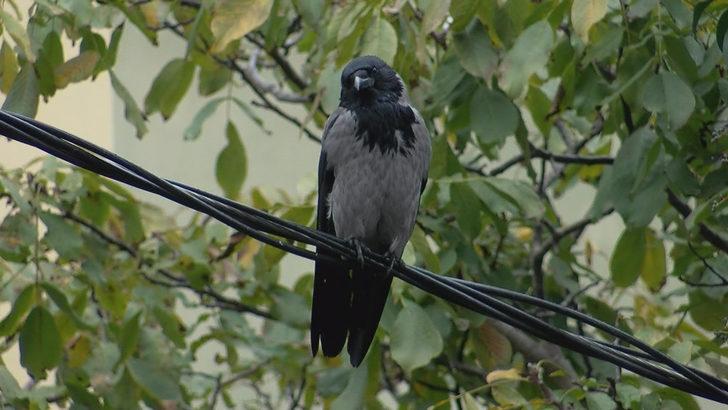 Yaralı kargaya evinde besleyen kadına bin 294 lira ceza  G5