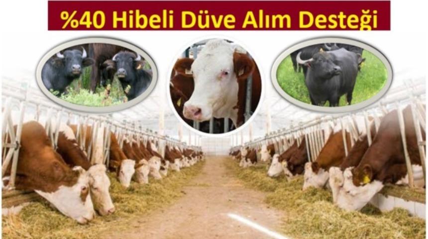 Yüzde 40 hibeli düve alım desteği başvuruları başlıyor
