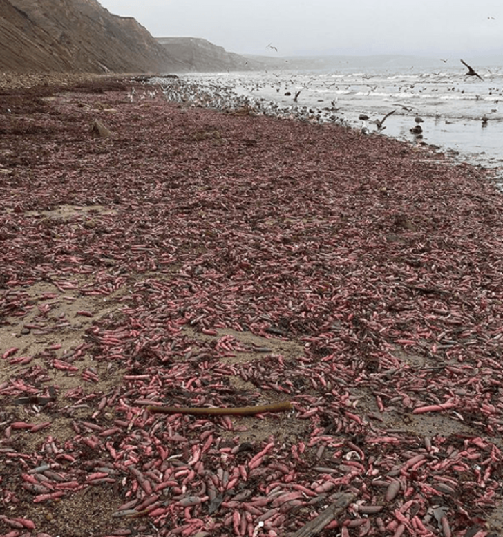 Penis balığını afiyetle yiyorlar! Görüntüsüyle şaşırtan balık hakkındaki tüm detaylar... G4
