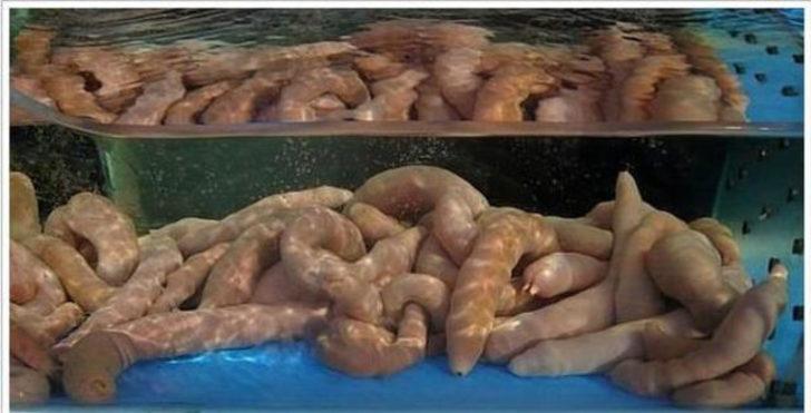 Penis balığını afiyetle yiyorlar! Görüntüsüyle şaşırtan balık hakkındaki tüm detaylar... G1