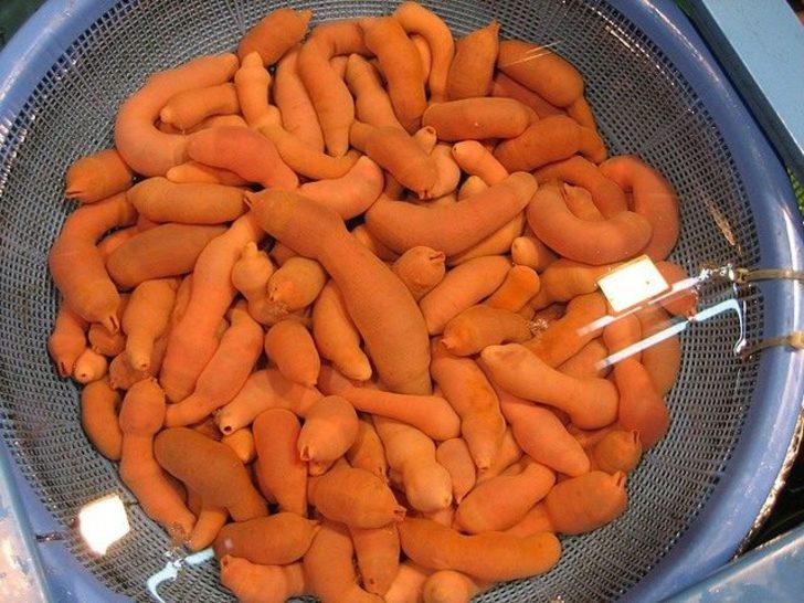 Penis balığını afiyetle yiyorlar! Görüntüsüyle şaşırtan balık hakkındaki tüm detaylar... G2