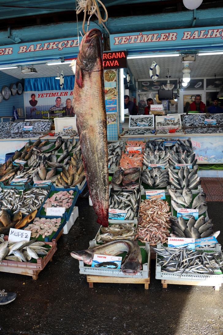 Dev yayın balıkları görenleri şaşırttı G4