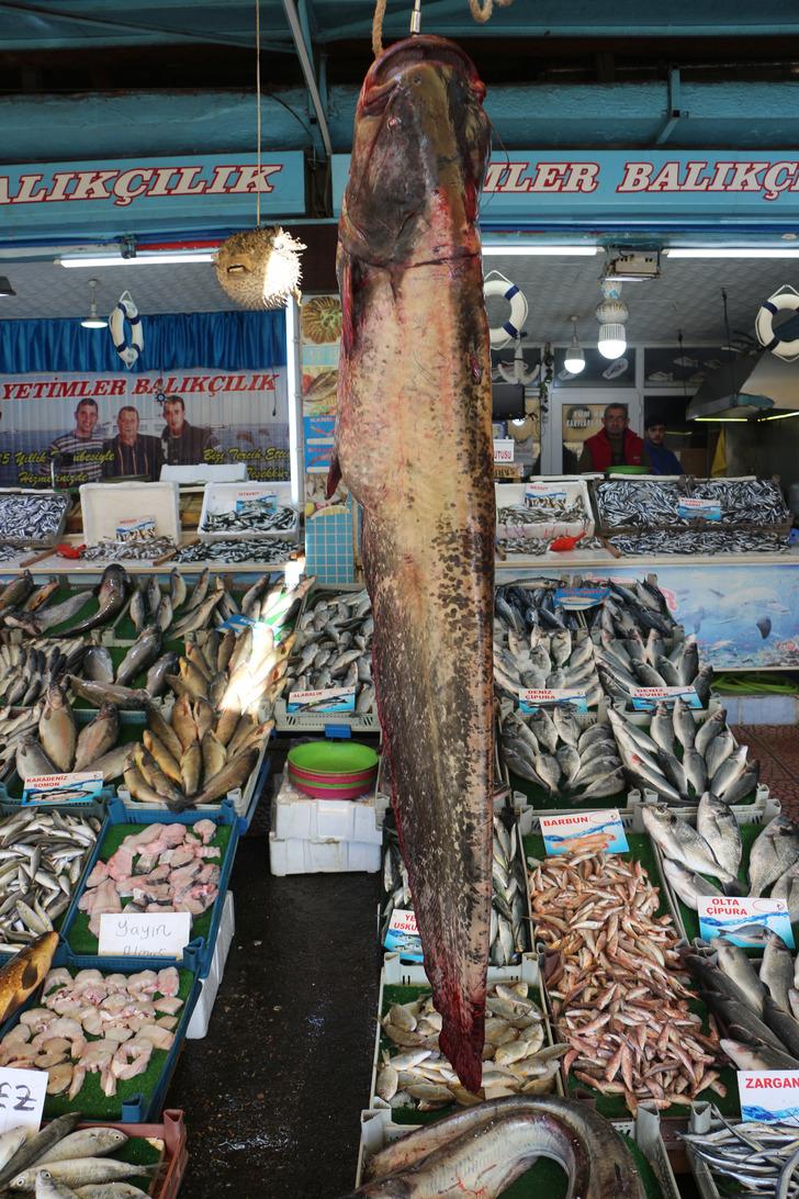 Dev yayın balıkları görenleri şaşırttı G5