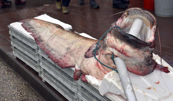 Dev yayın balıkları görenleri şaşırttı G3