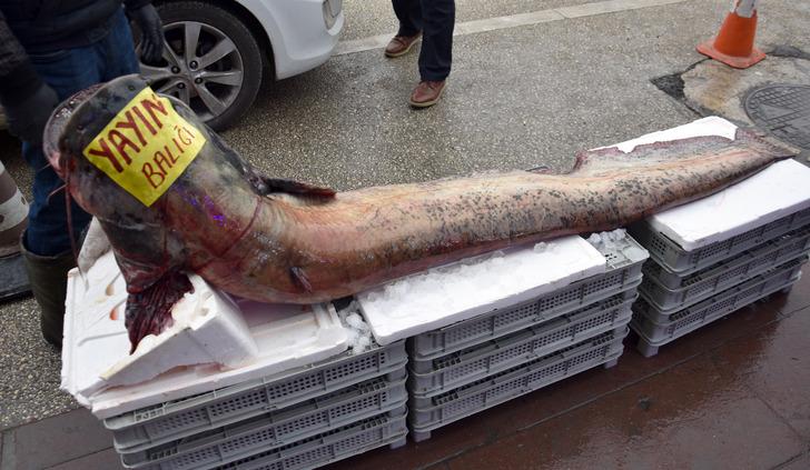 Dev yayın balıkları görenleri şaşırttı G1