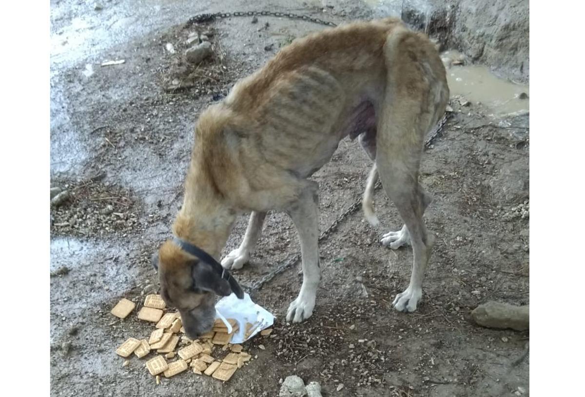 Kahreden g&ouml;r&uuml;nt&uuml;! A&ccedil;lıktan bitkin d&uuml;şen sokak k&ouml;peği son anda kurtarıldı