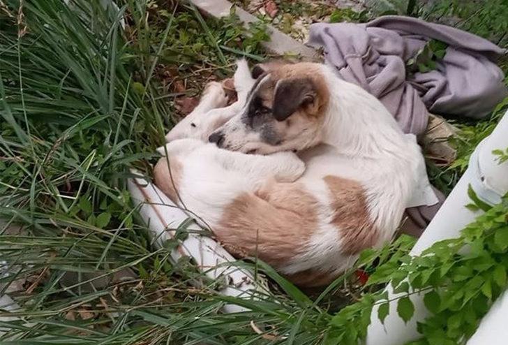 Kahreden görüntü! Açlıktan bitkin düşen sokak köpeği son anda kurtarıldı G2