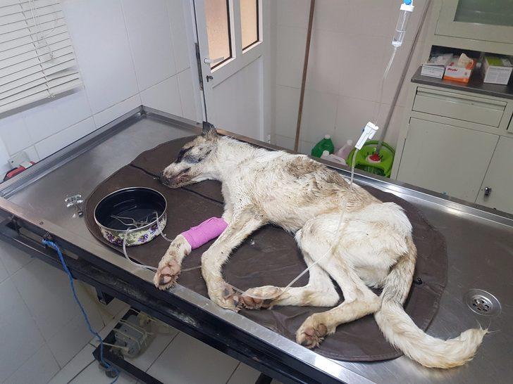 Kahreden görüntü! Açlıktan bitkin düşen sokak köpeği son anda kurtarıldı G4