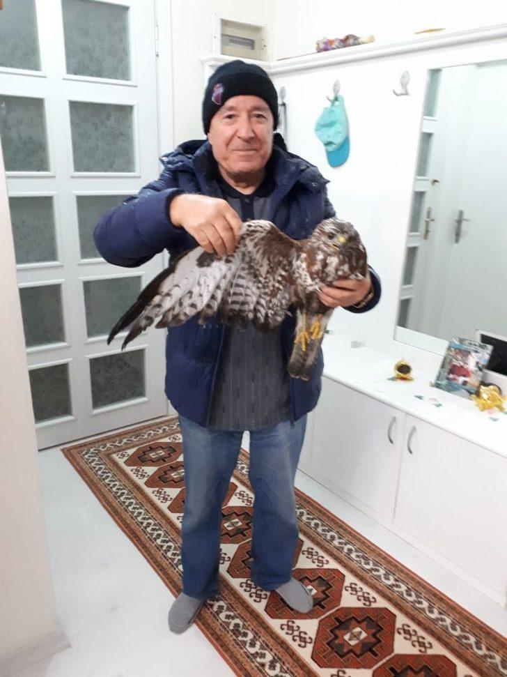 Yaralı haldeki şahin tedaviye alındı G1