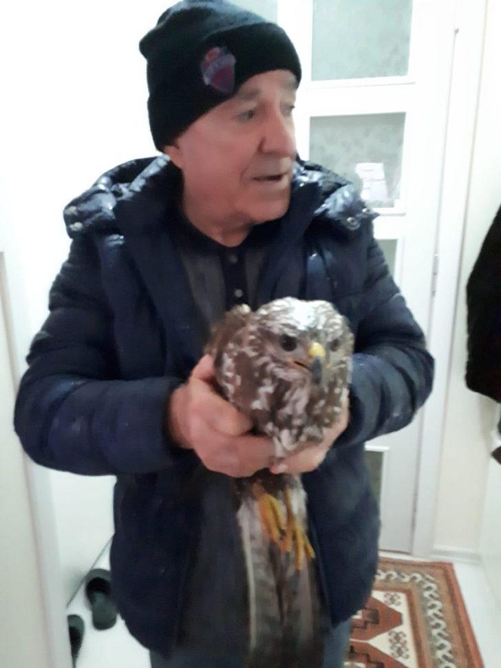 Yaralı haldeki şahin tedaviye alındı G2