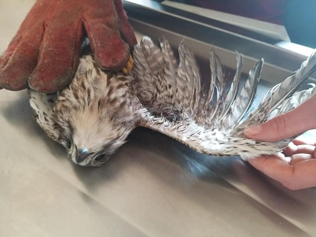 Kars&rsquo;ta yaralı olarak bulunan Kerkenez tedavi altına alındı