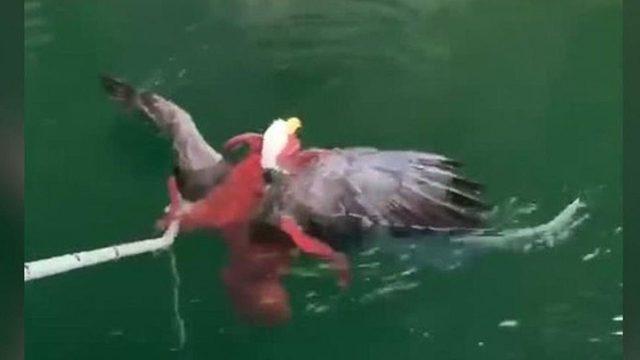 Ahtapot, kartalı yakalayıp suyun altına çekmeye çalışırken görüntülendi