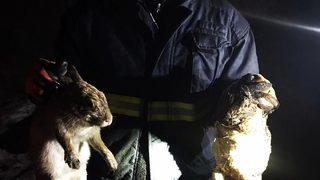 Van'da acı olay... Yangında 25 tavuk, 6 tavşan telef oldu