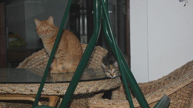 Ordu’da şaşkınlık veren olay: Sokak kedisi adeta terör estiriyor