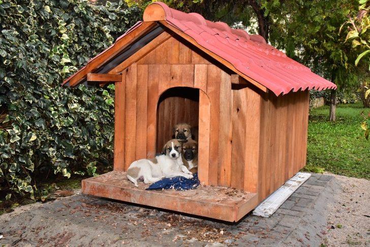 4 yavru köpeğe Saruhanlı Kaymakamlığı sahip çıktı G3