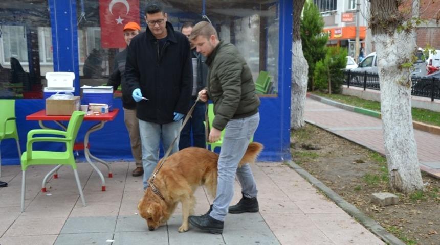Biga’da kedi ve köpekler kuduza karşı aşılanıyor
