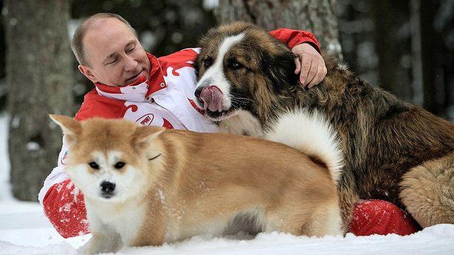 Putin sevecen yanını da 2013'te köpekleriyle oynarken çekilen bu fotoğrafında gösterdi