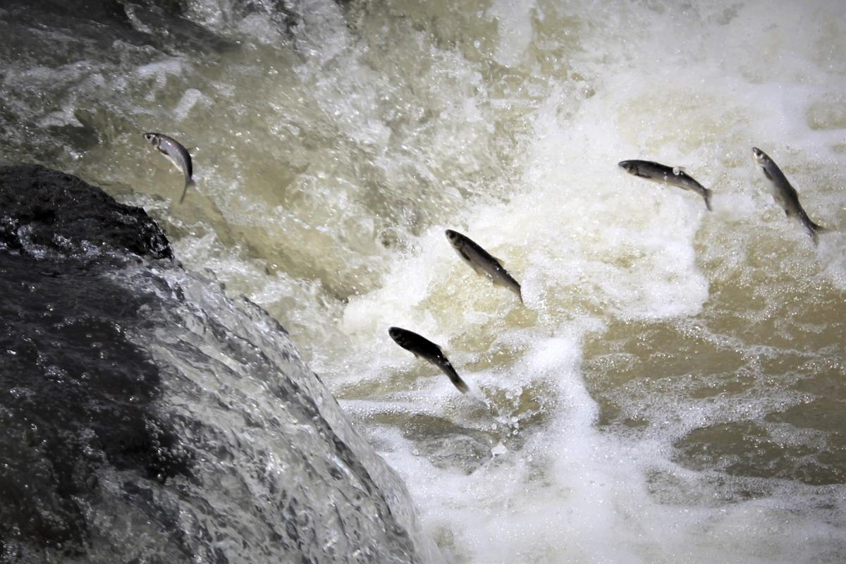 İnci kefali &lsquo;Biyolojik &Ccedil;eşitlilik Geleneğimizdir&rsquo; kamu spotunda yer aldı