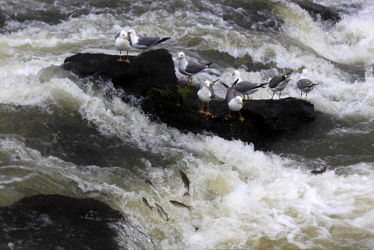 İnci kefali ‘Biyolojik Çeşitlilik Geleneğimizdir’ kamu spotunda yer aldı G1