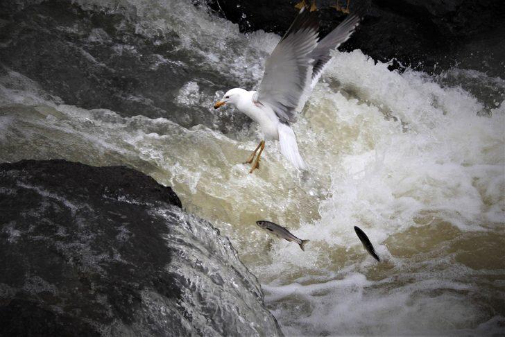 İnci kefali ‘Biyolojik Çeşitlilik Geleneğimizdir’ kamu spotunda yer aldı G3