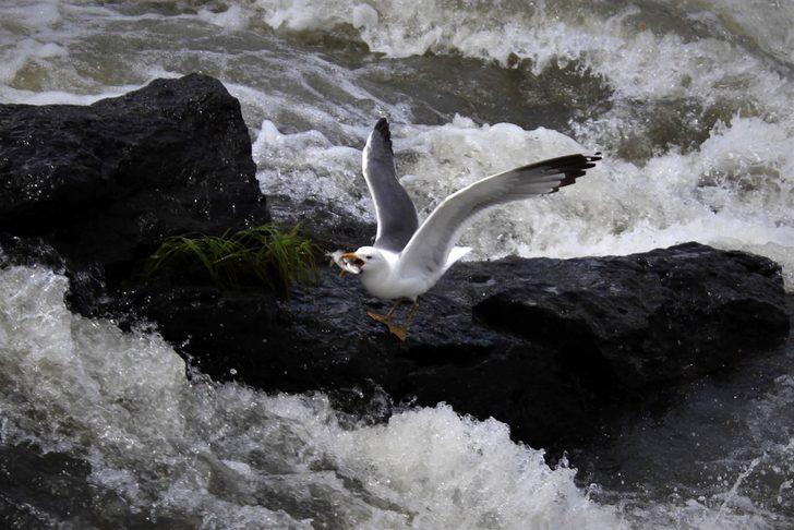 İnci kefali ‘Biyolojik Çeşitlilik Geleneğimizdir’ kamu spotunda yer aldı G4