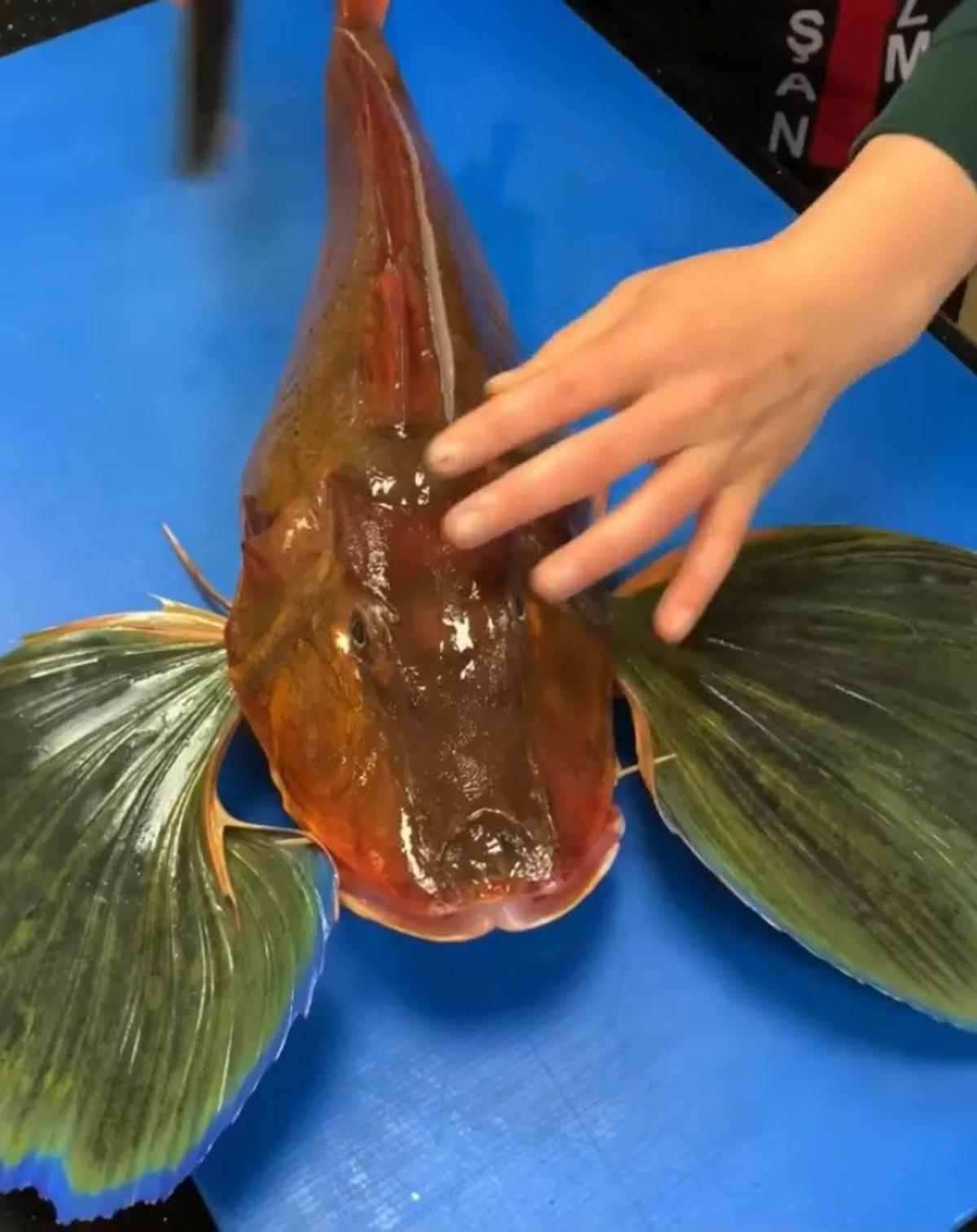 Karadeniz&rsquo;de kırlangı&ccedil; ve istavrit alarmı