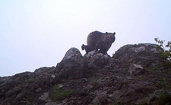 Artvin'de ayı ile 3 yavrusu foto kapana takıldı G1