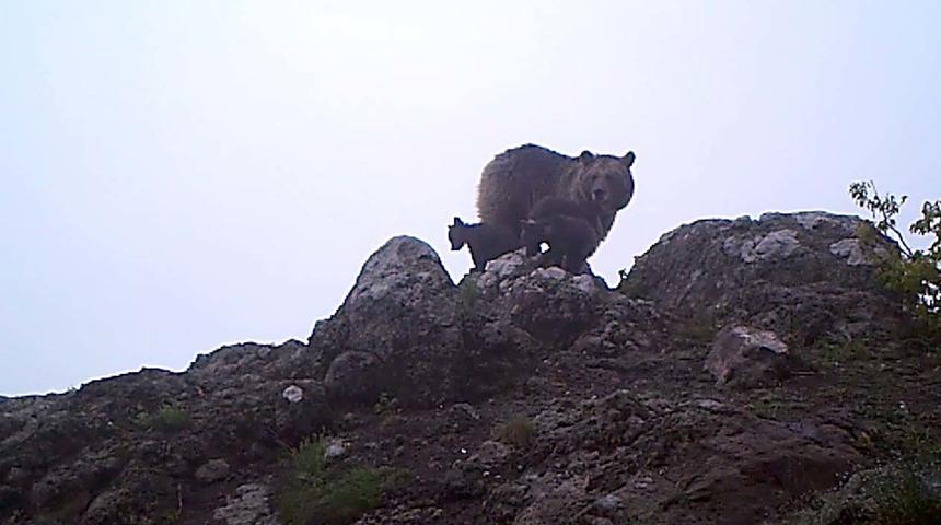 Ayı ve 3 yavrusu foto kapana yakalandı