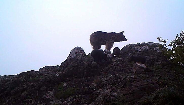 Artvin'de ayı ile 3 yavrusu foto kapana takıldı G2