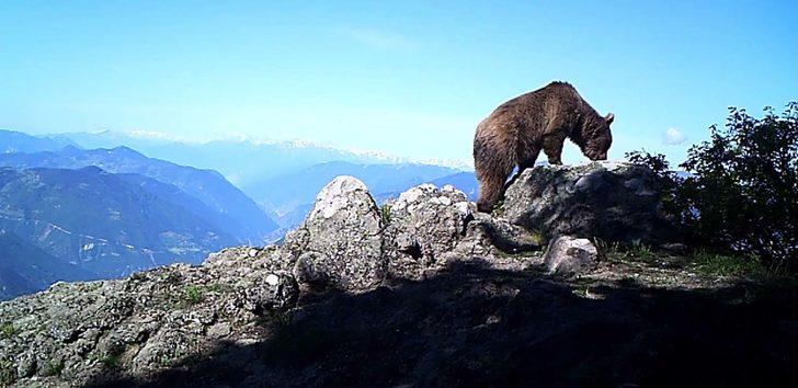 Artvin'de ayı ile 3 yavrusu foto kapana takıldı G3
