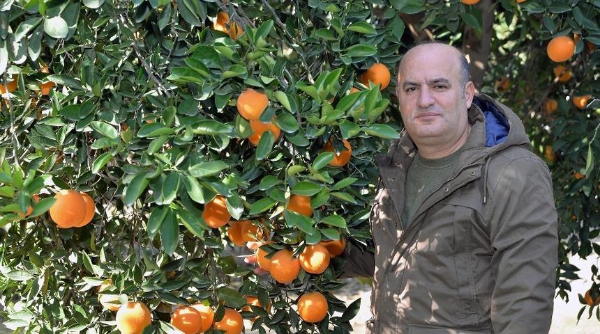Turunçgilde yeni çeşitlerle verim de ihracat da artıyor