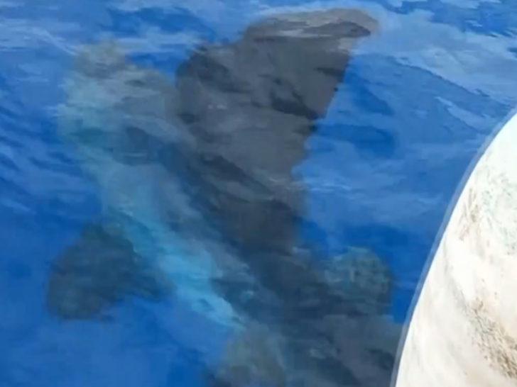 Antalya'da çok nadir rastlanan ay balığı görüntülendi G1