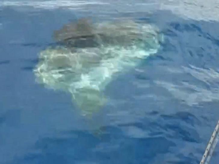 Antalya'da çok nadir rastlanan ay balığı görüntülendi G4