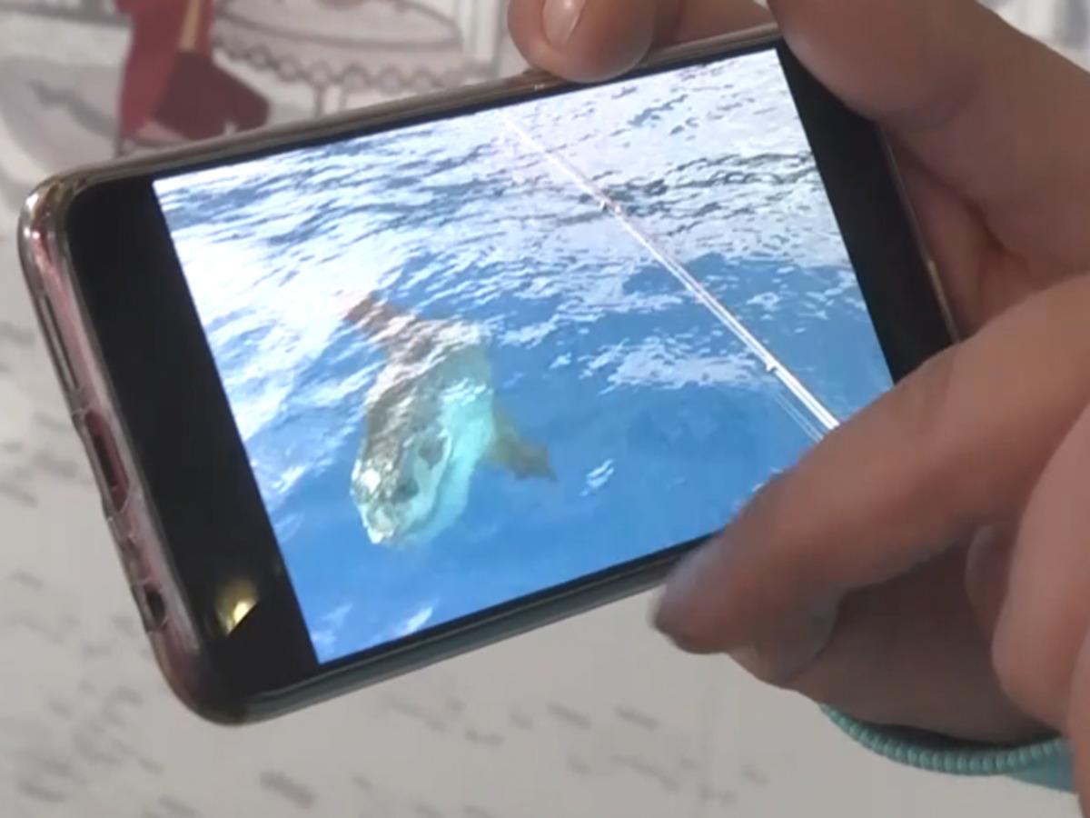 Antalya'da &ccedil;ok nadir rastlanan ay balığı g&ouml;r&uuml;nt&uuml;lendi