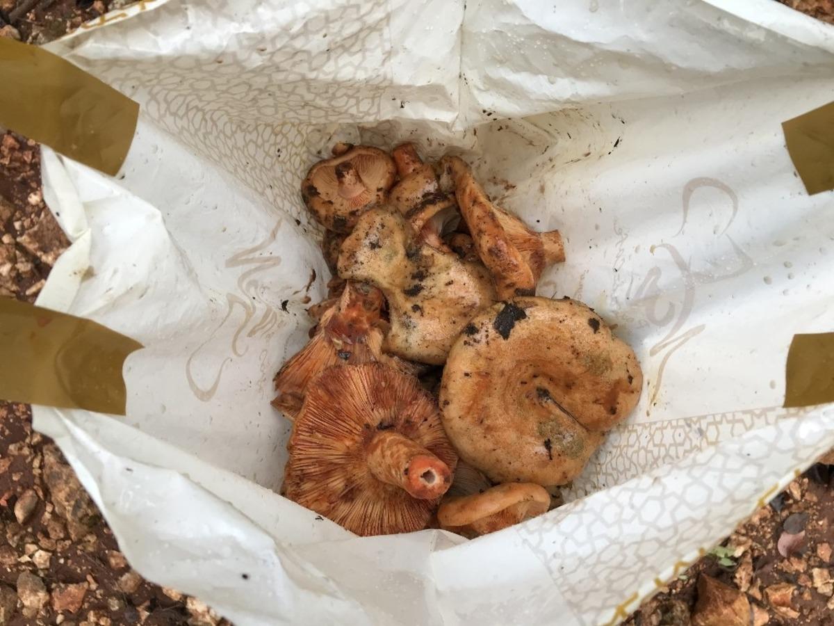 5 saatte toplayıp, kilogramını 50 TL&rsquo;den satıyorlar