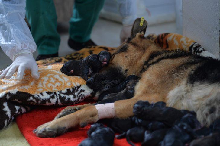 Mersin'de bir köpek sezaryenle 16 yavru doğurdu G4