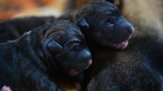 Mersin'de bir köpek sezaryenle 16 yavru doğurdu