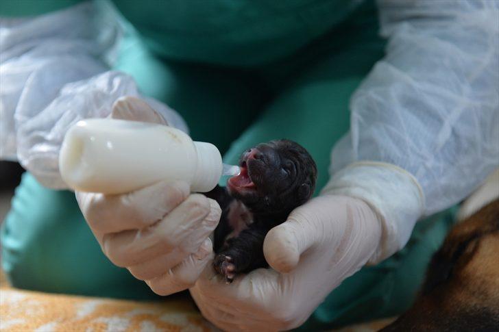 Mersin'de bir köpek sezaryenle 16 yavru doğurdu G3