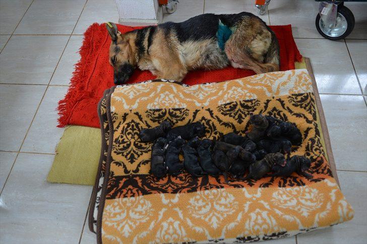 Mersin'de bir köpek sezaryenle 16 yavru doğurdu G1