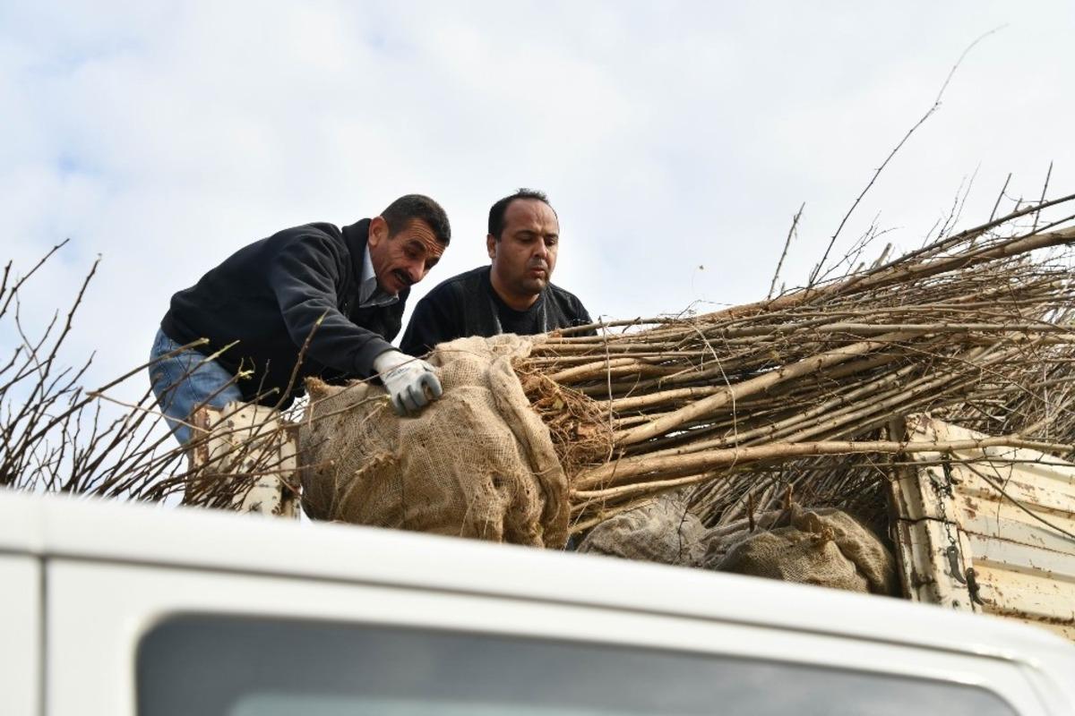 S&uuml;ne ile m&uuml;cadele i&ccedil;in 200 bin fidan dağıtıldı