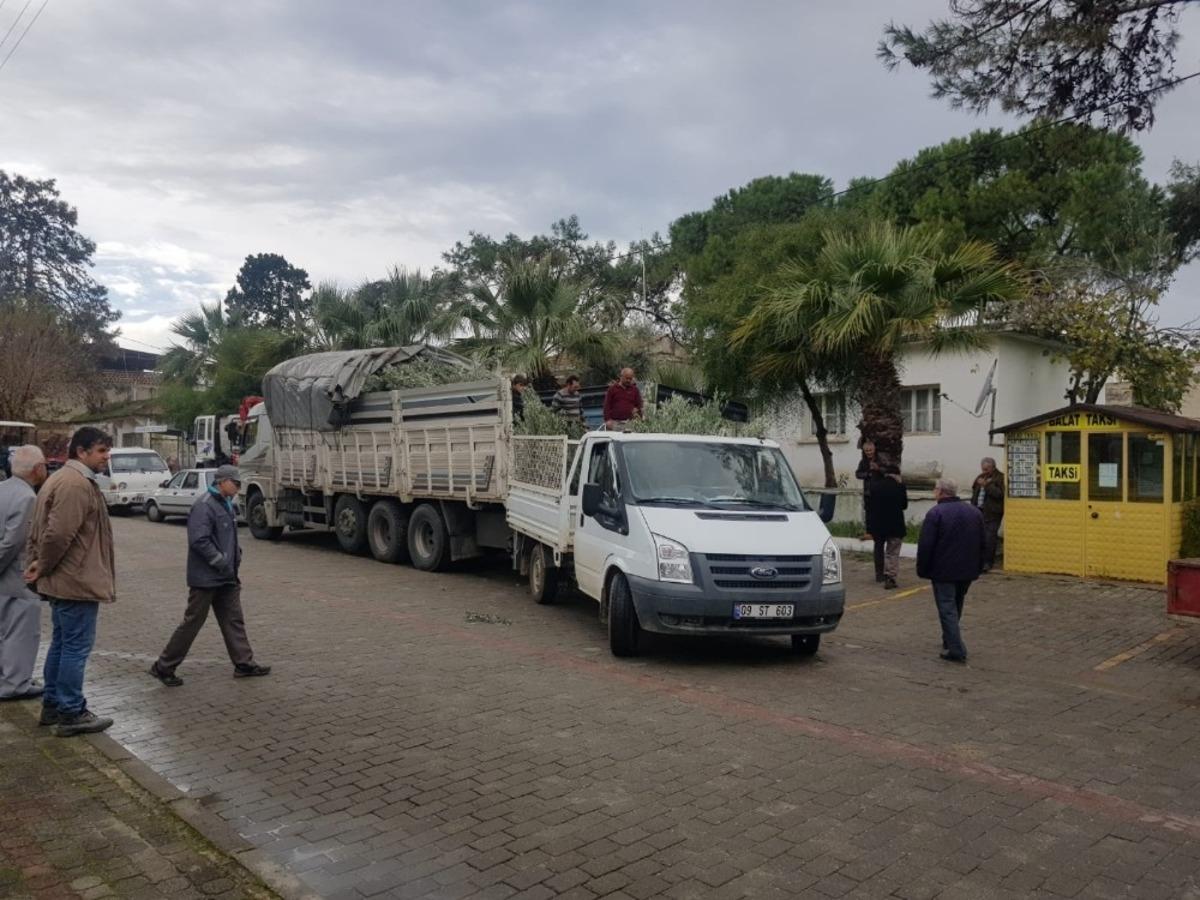 Didim&rsquo;de zeytin &uuml;reticilerine ucuz fidan desteği