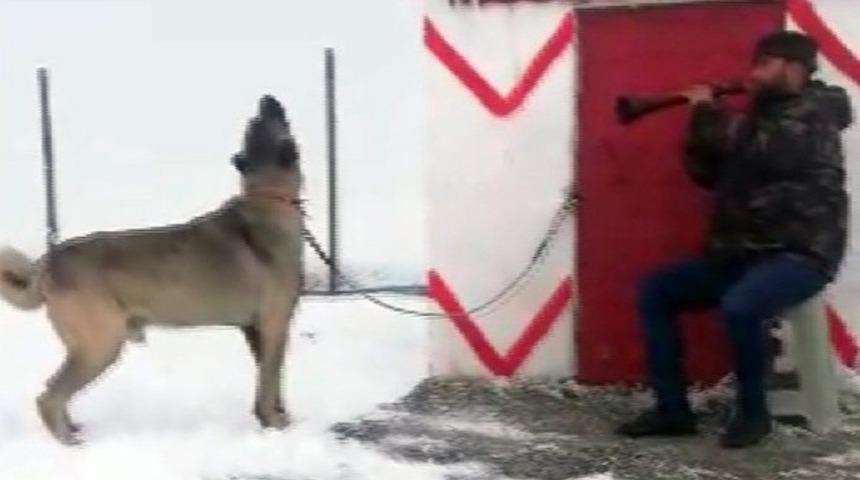 Zurnaya eşlik eden Kangal k&ouml;peğine sosyal medyada b&uuml;y&uuml;k beğeni