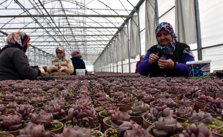 Topraksız tarımla fide üreten firma siparişlere yetişemiyor G1