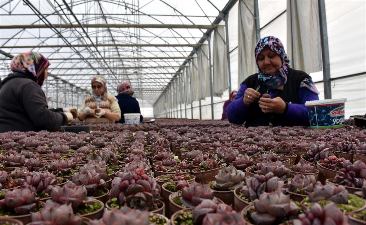 Topraksız tarımla fide &uuml;reten firma siparişlere yetişemiyor